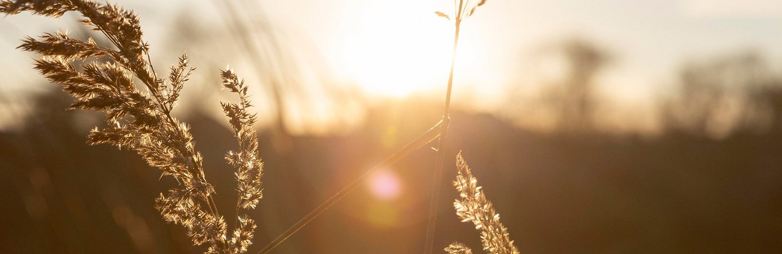 Hintergrundbild - Ruhiger See mit morgenlicht